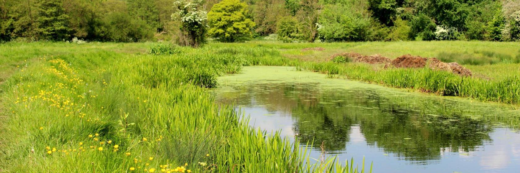 Painshill Park