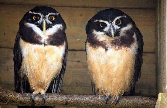 Birdworld